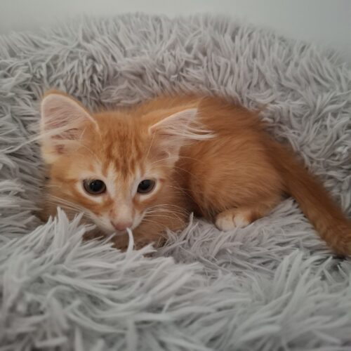 APERICUB – chaton
