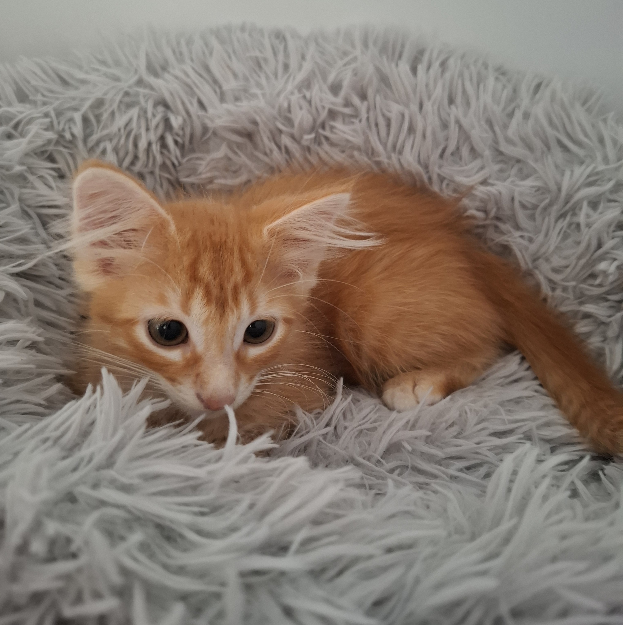 APERICUB – chaton adopté