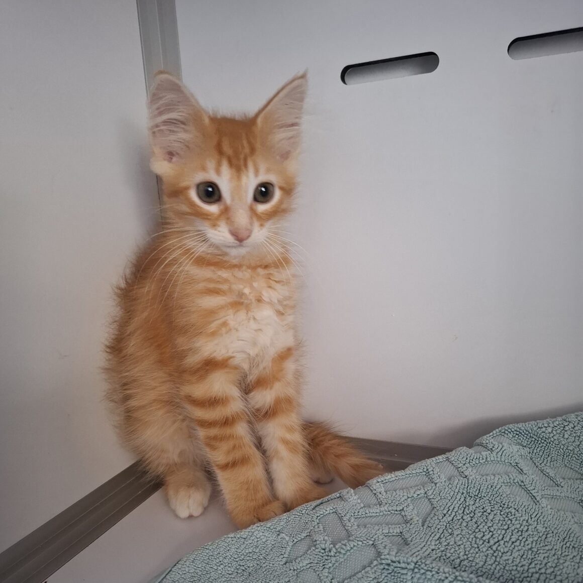 APERICUB – chaton
