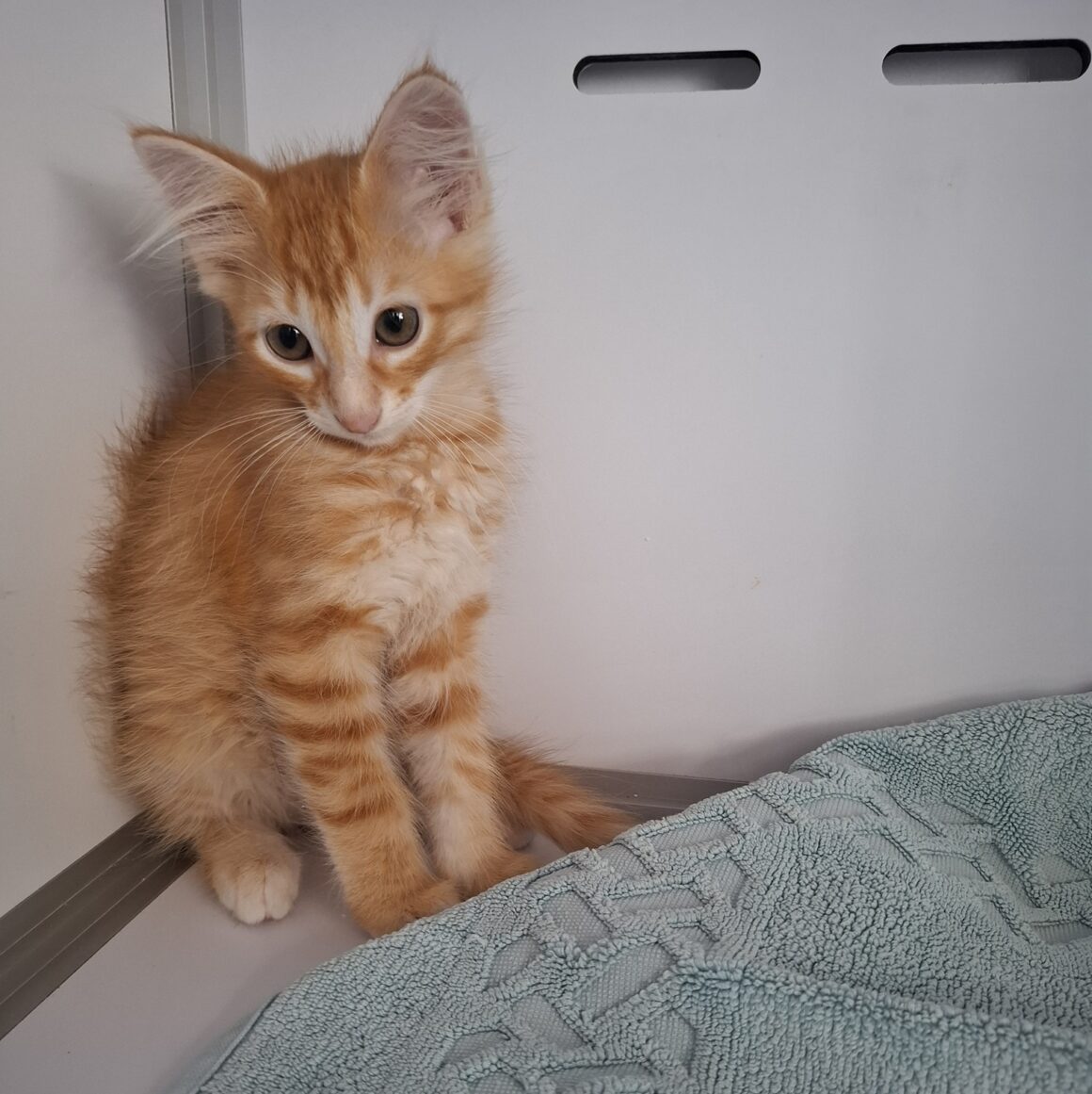 APERICUB – chaton
