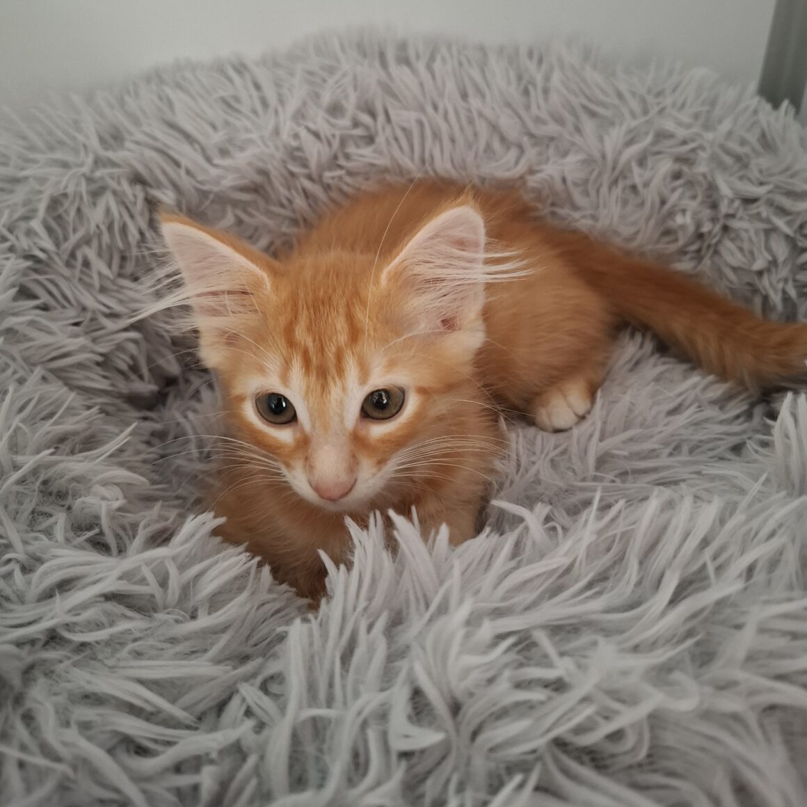 APERICUB – chaton