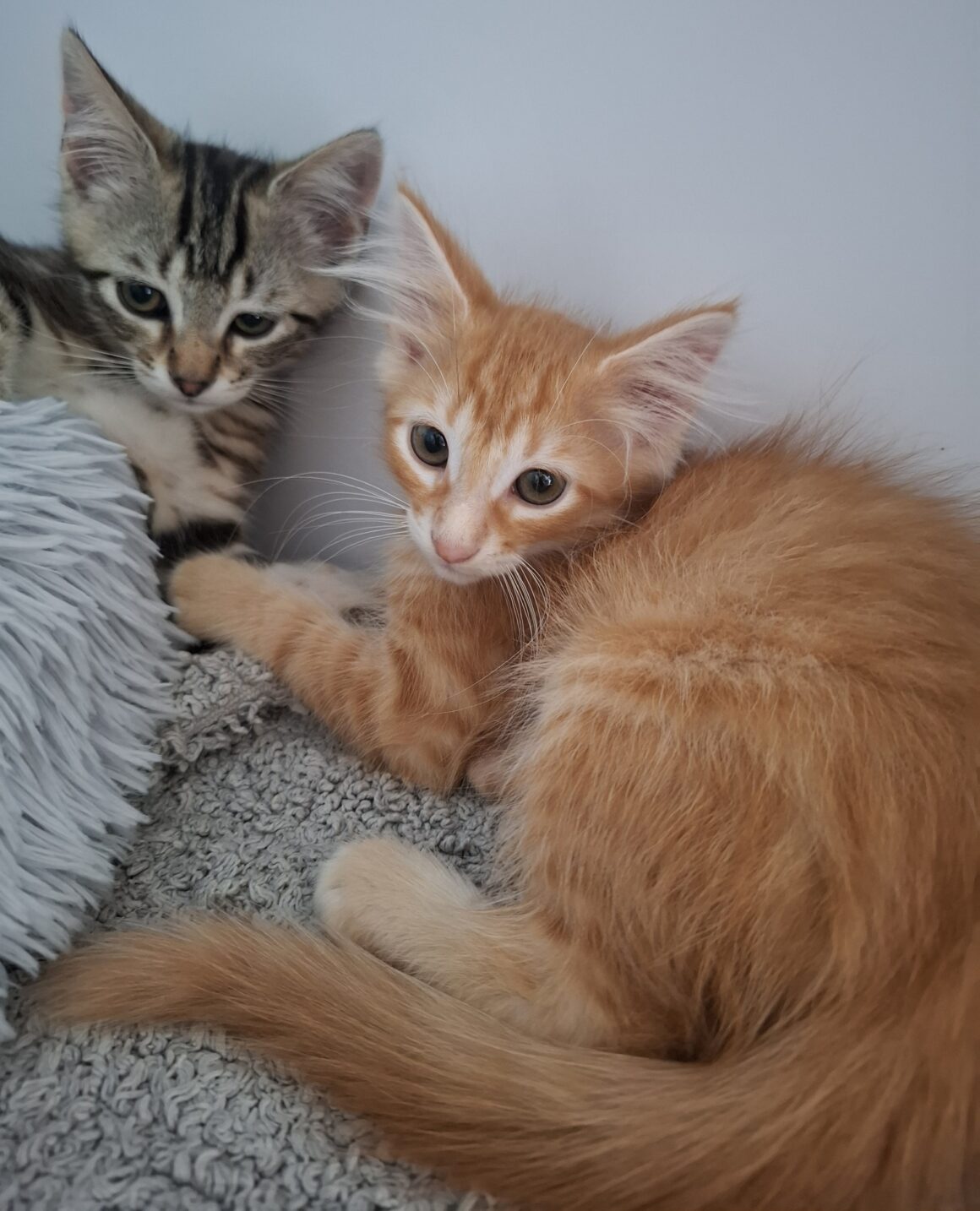 APERICUB – chaton