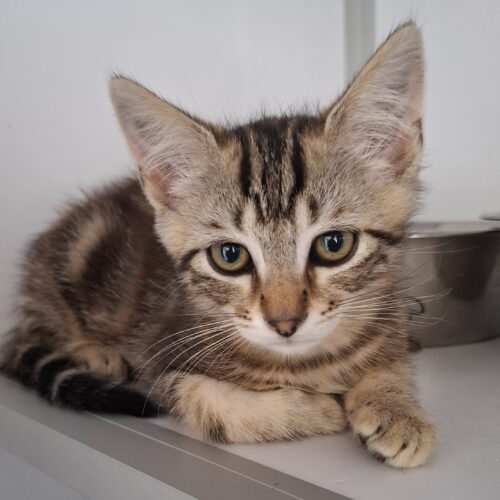 APERO – chaton