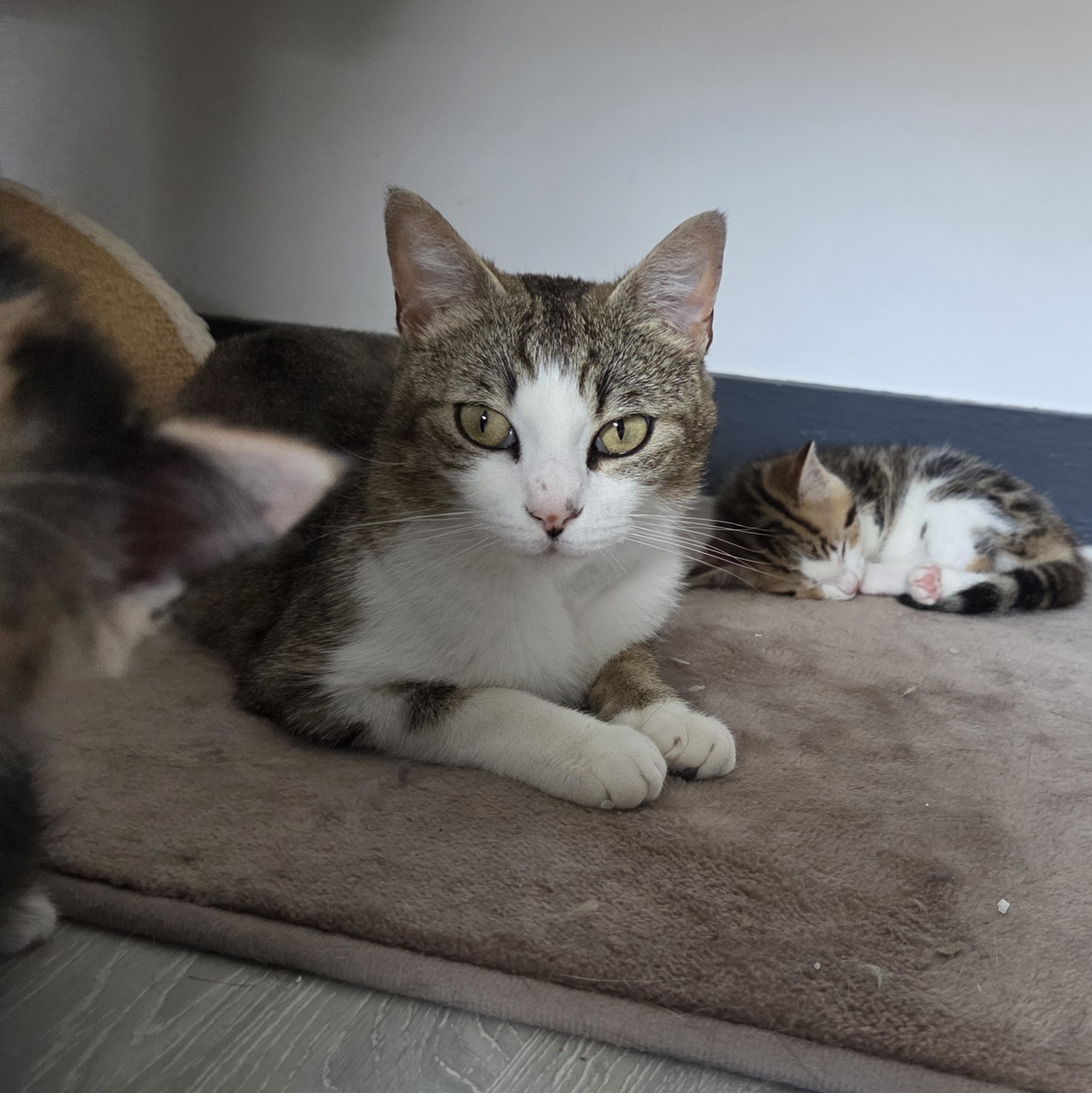 APINESSE – 2 ans