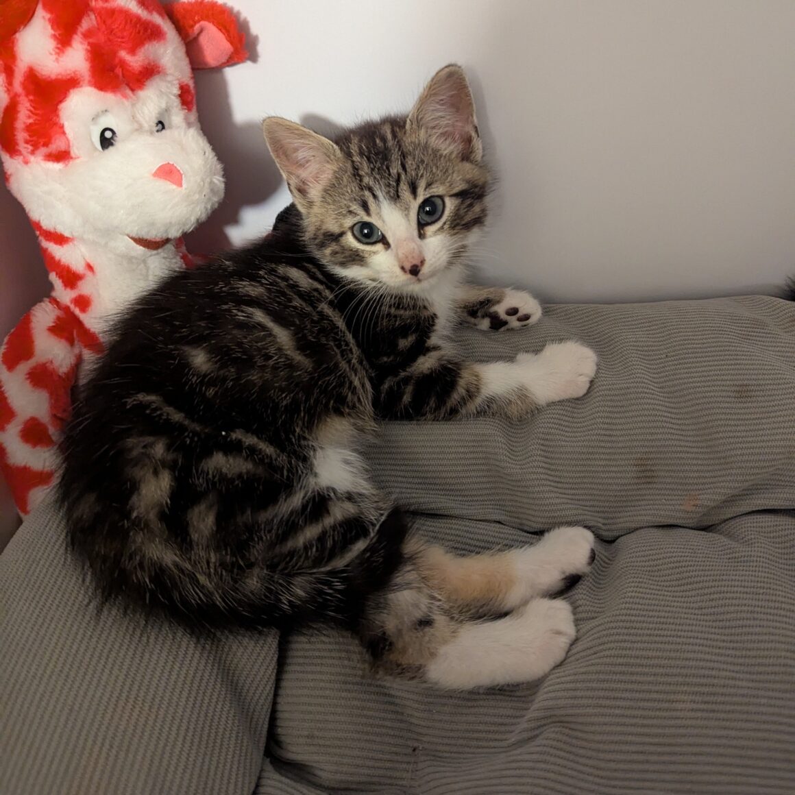 AQUASCOPE – Chaton réservé