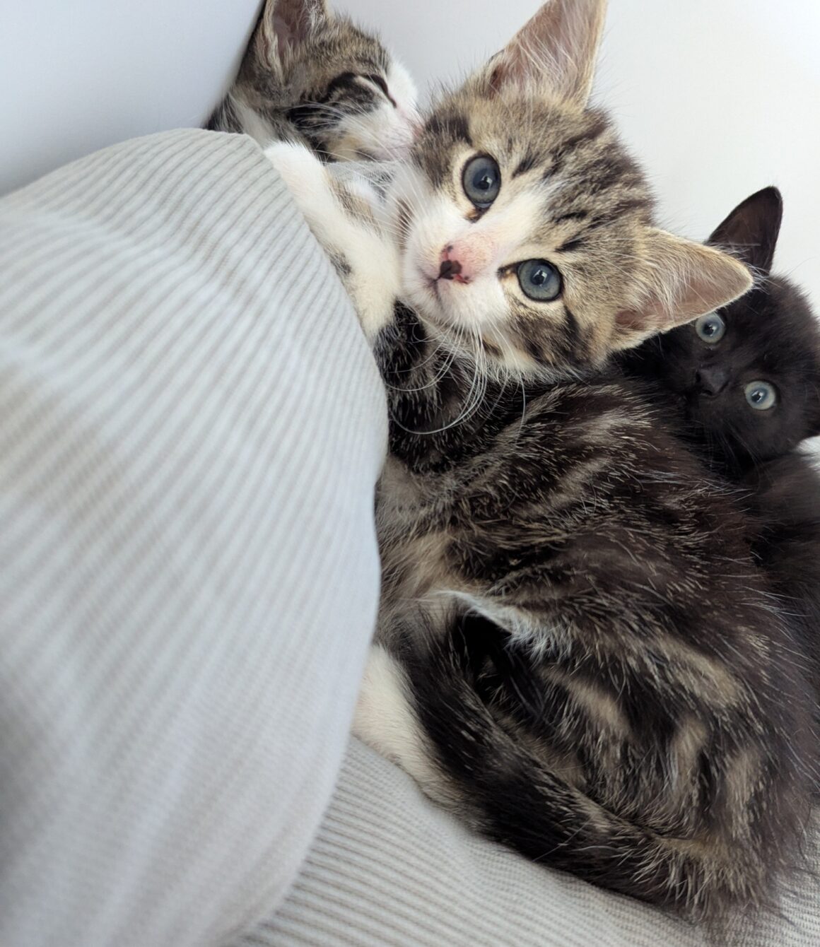 AQUASCOPE – Chaton réservé