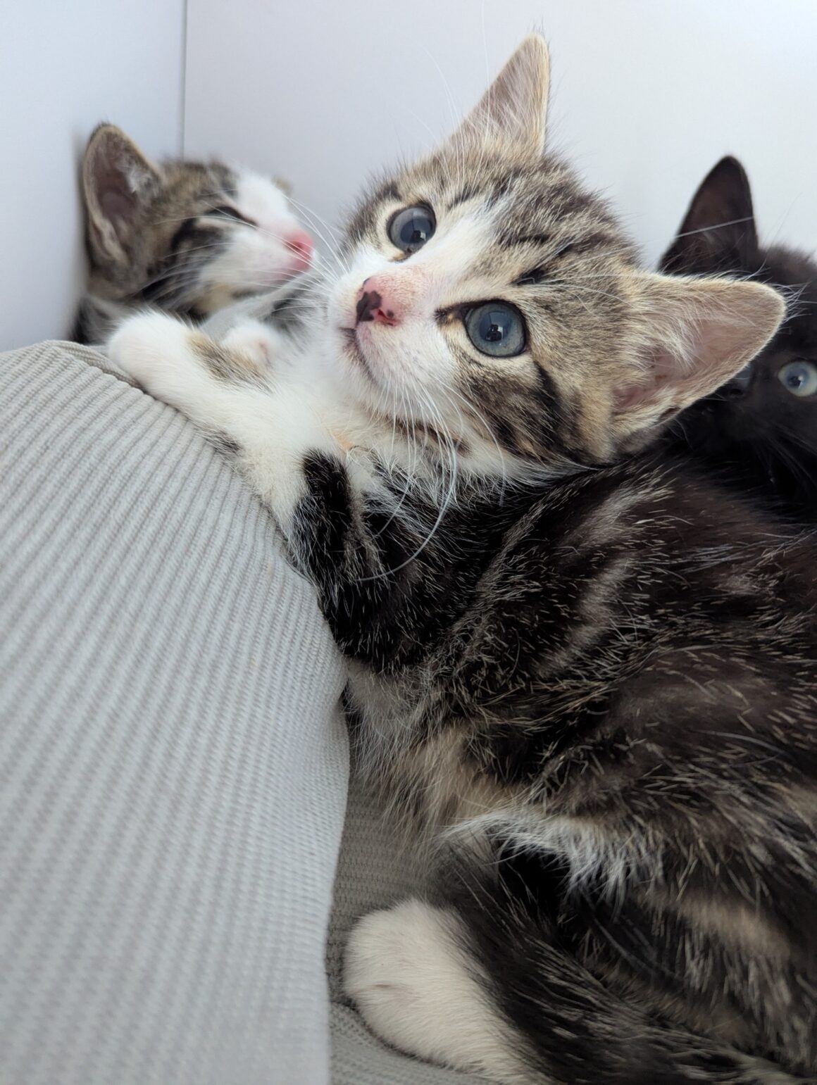 AQUASCOPE – Chaton réservé