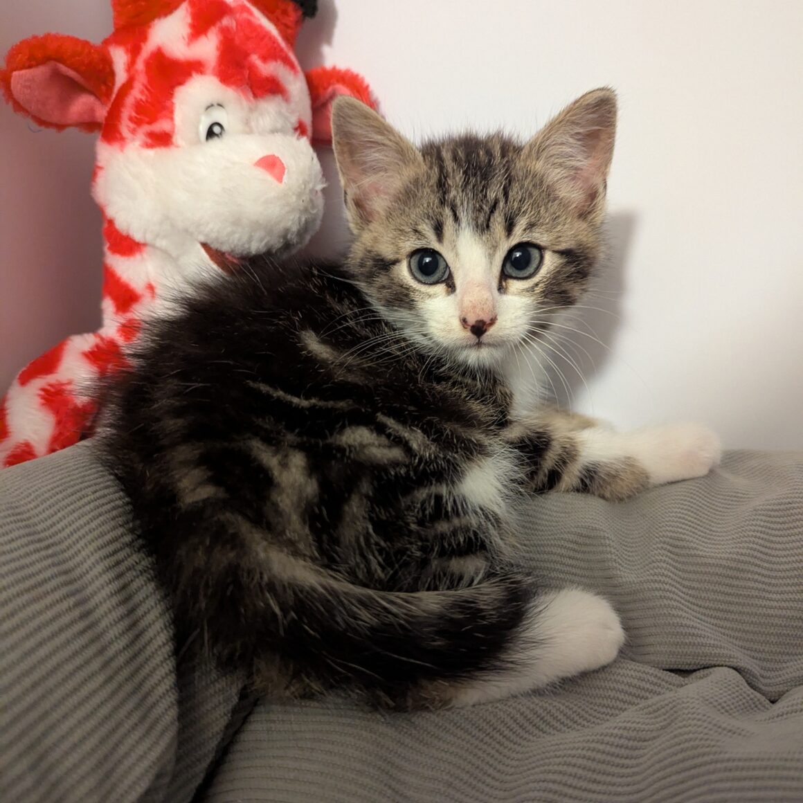 AQUASCOPE – Chaton réservé