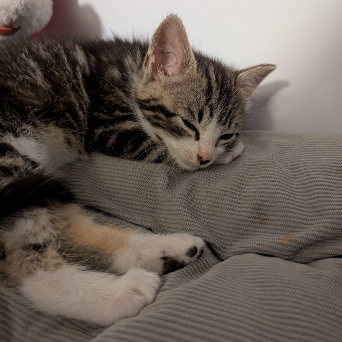AQUASCOPE – Chaton réservé