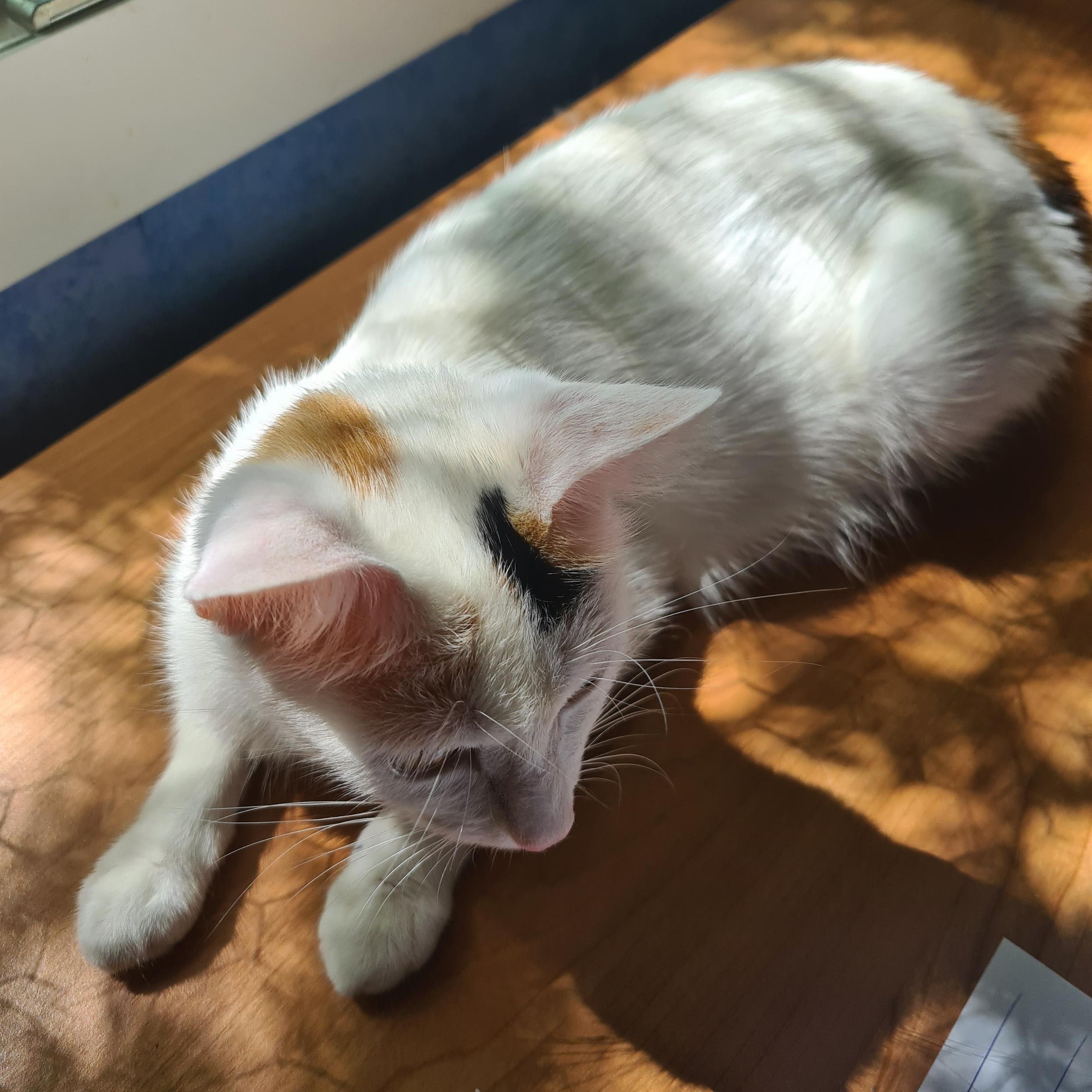 ARC-EN-CIEL – 2 ans adoptée