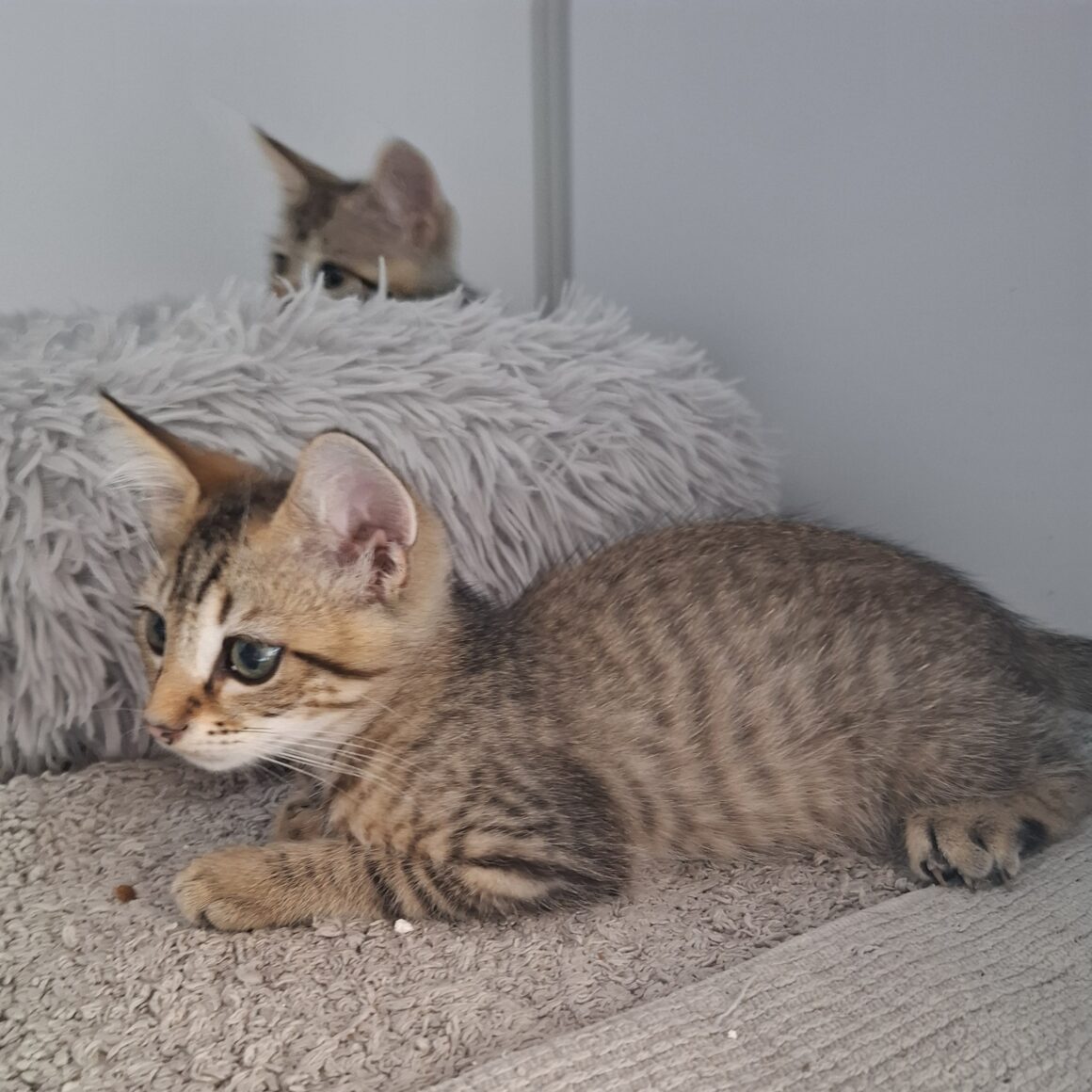 ARGUS – chaton