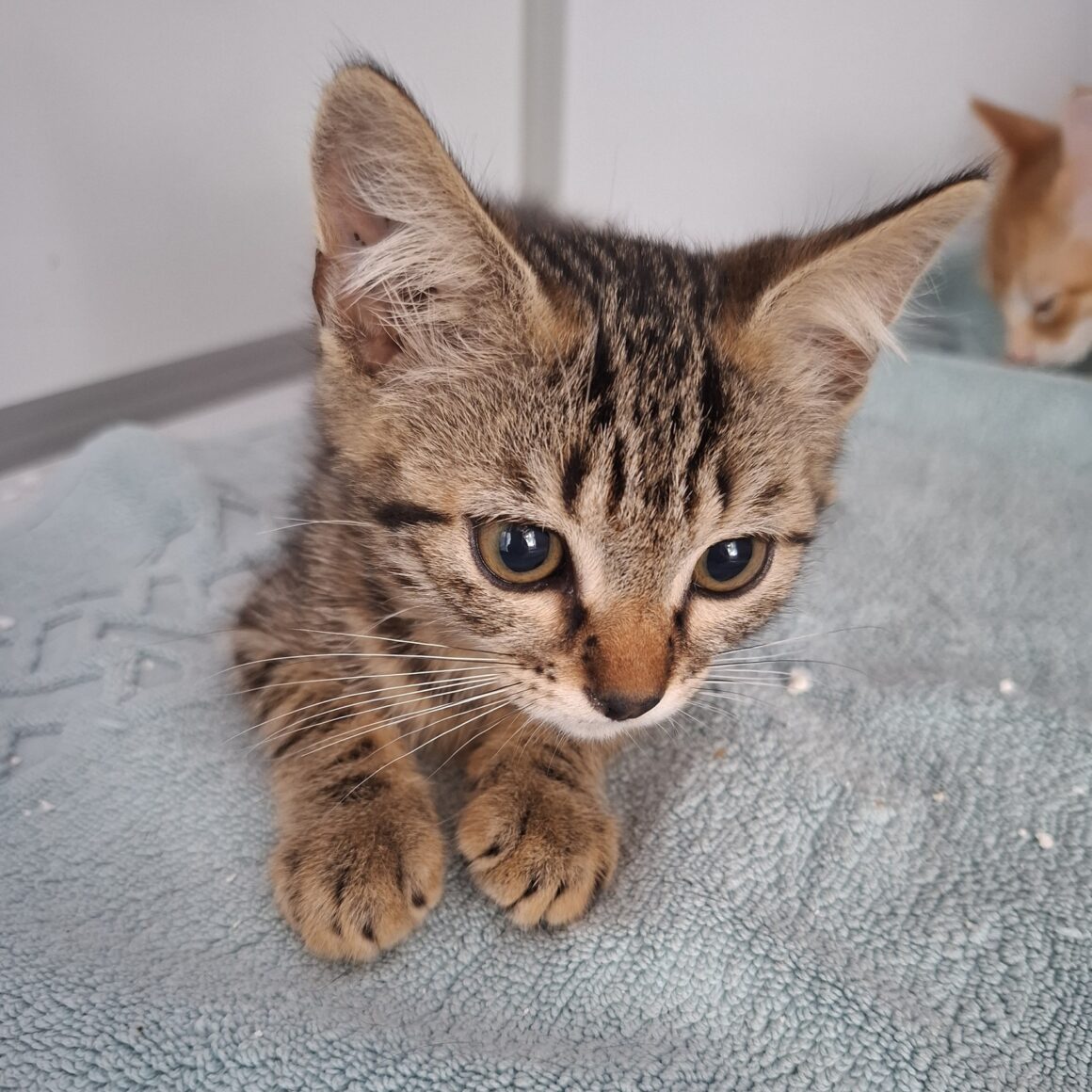 ARGUS – chaton