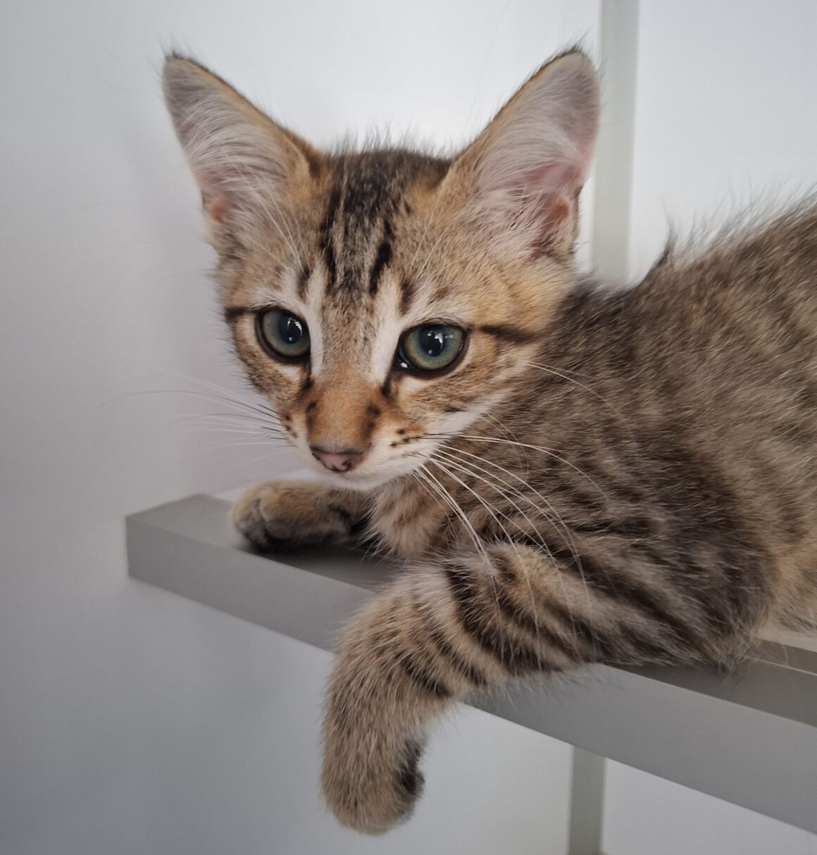 ARGUS – chaton
