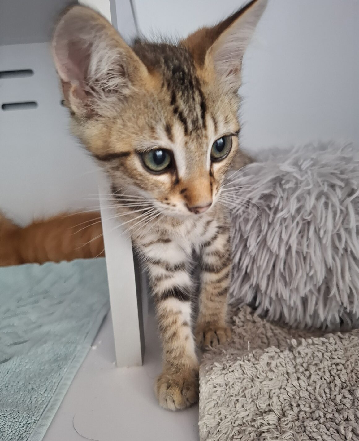 ARGUS – chaton