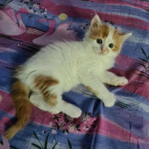 ARIBO – chaton