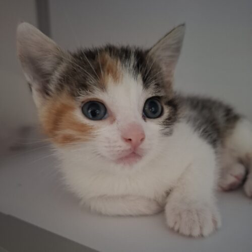 ARIZONA – Chaton