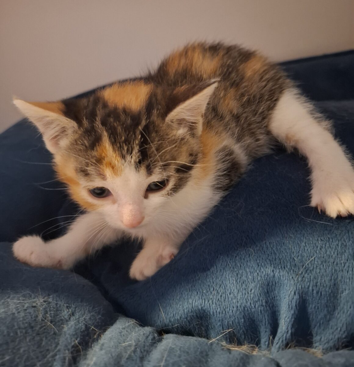 ARIZONA – Chaton
