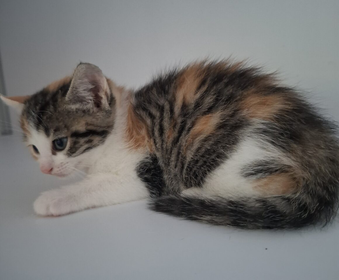 ARIZONA – Chaton