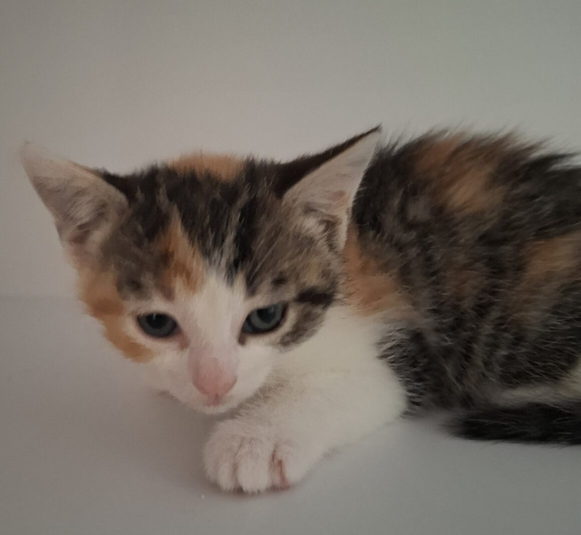 ARIZONA – Chaton