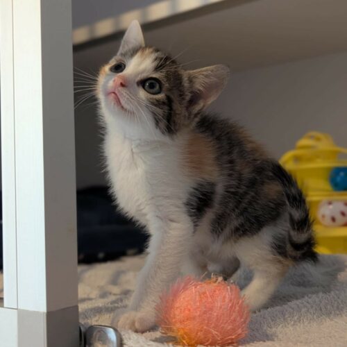 ARIZONA – Chaton