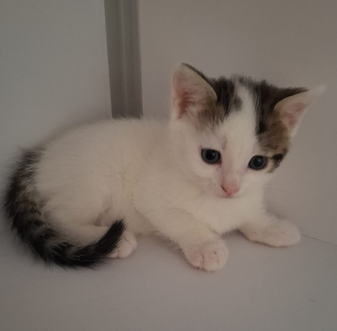 ARKANSAS – chaton