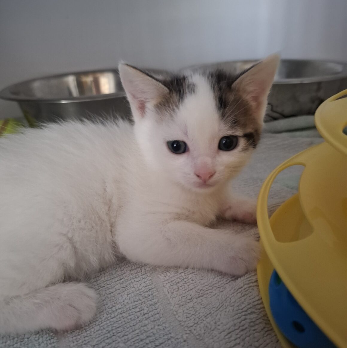 ARKANSAS – chaton