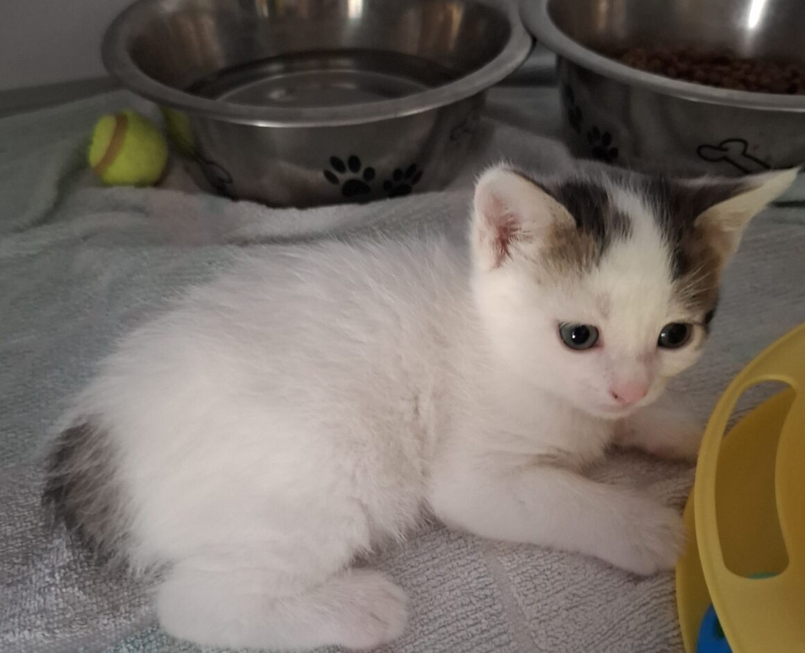 ARKANSAS – chaton