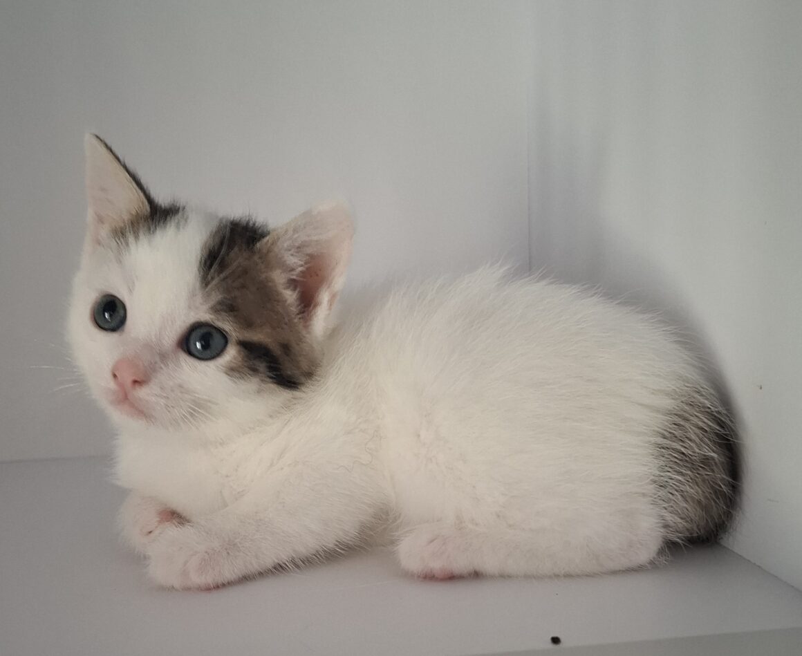 ARKANSAS – chaton