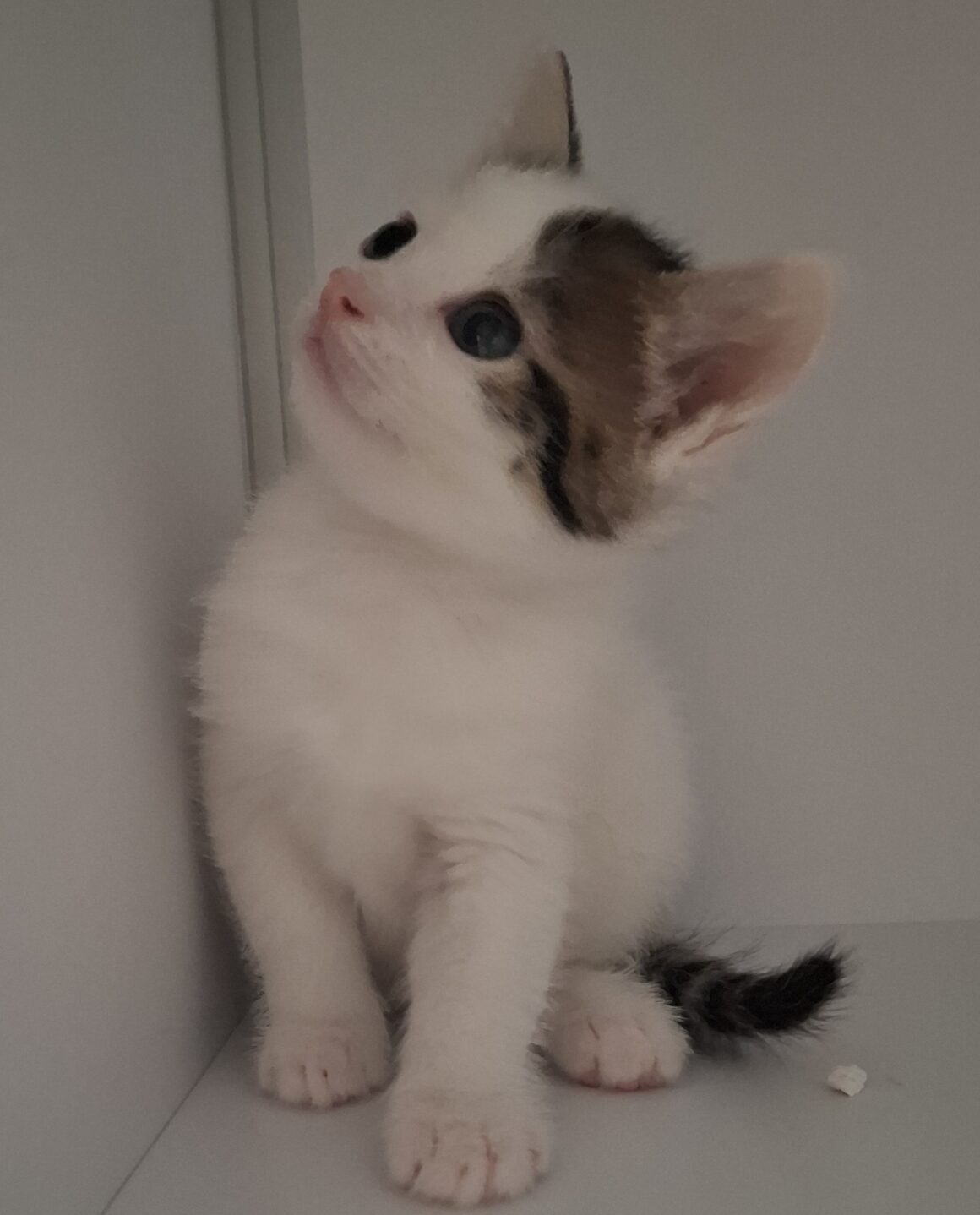 ARKANSAS – chaton
