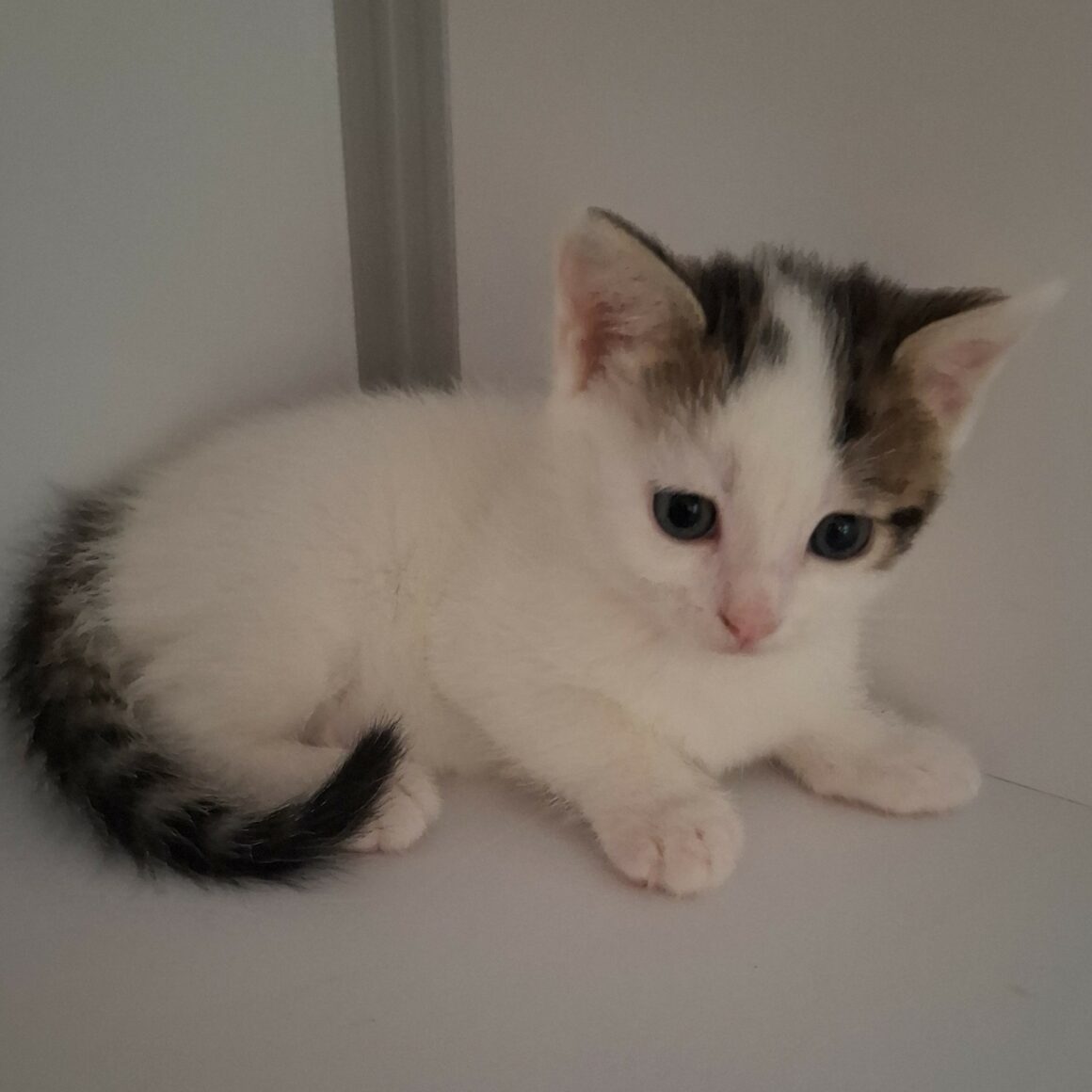 ARKANSAS – chaton adopté