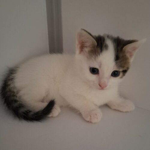 ARKANSAS – chaton