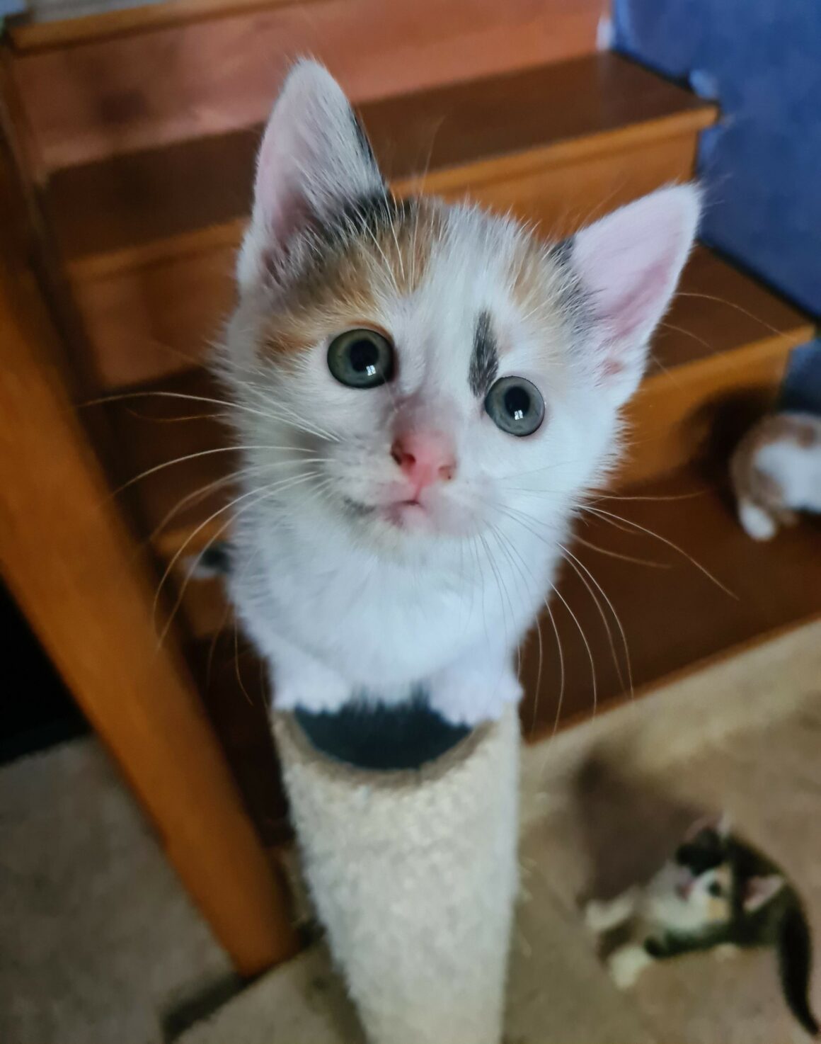 ARLEQUINE – Chaton réservée