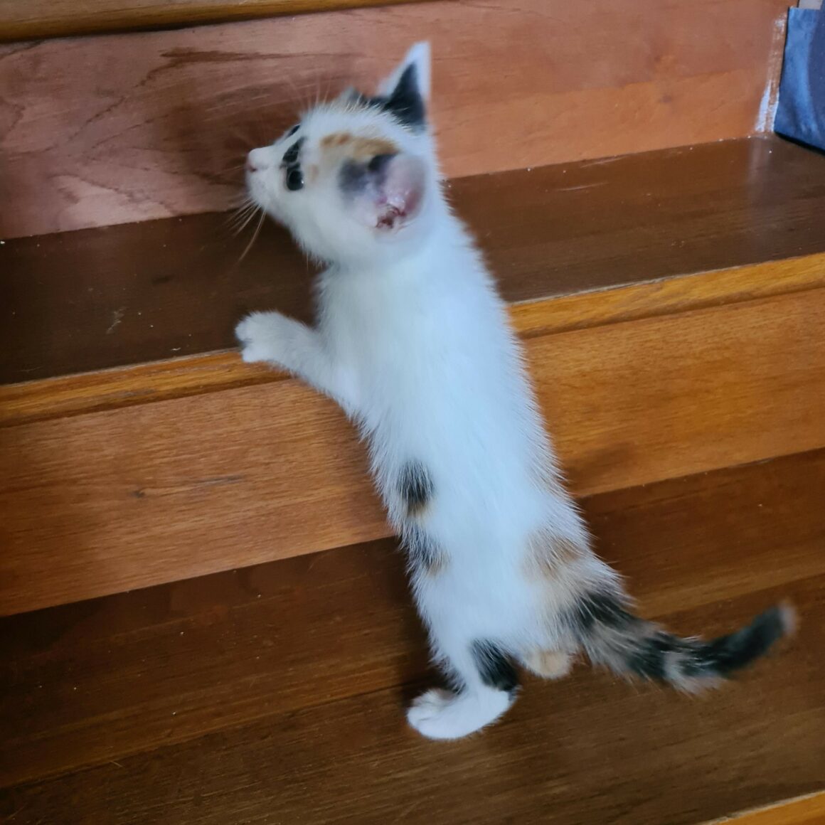 ARLEQUINE – Chaton réservée