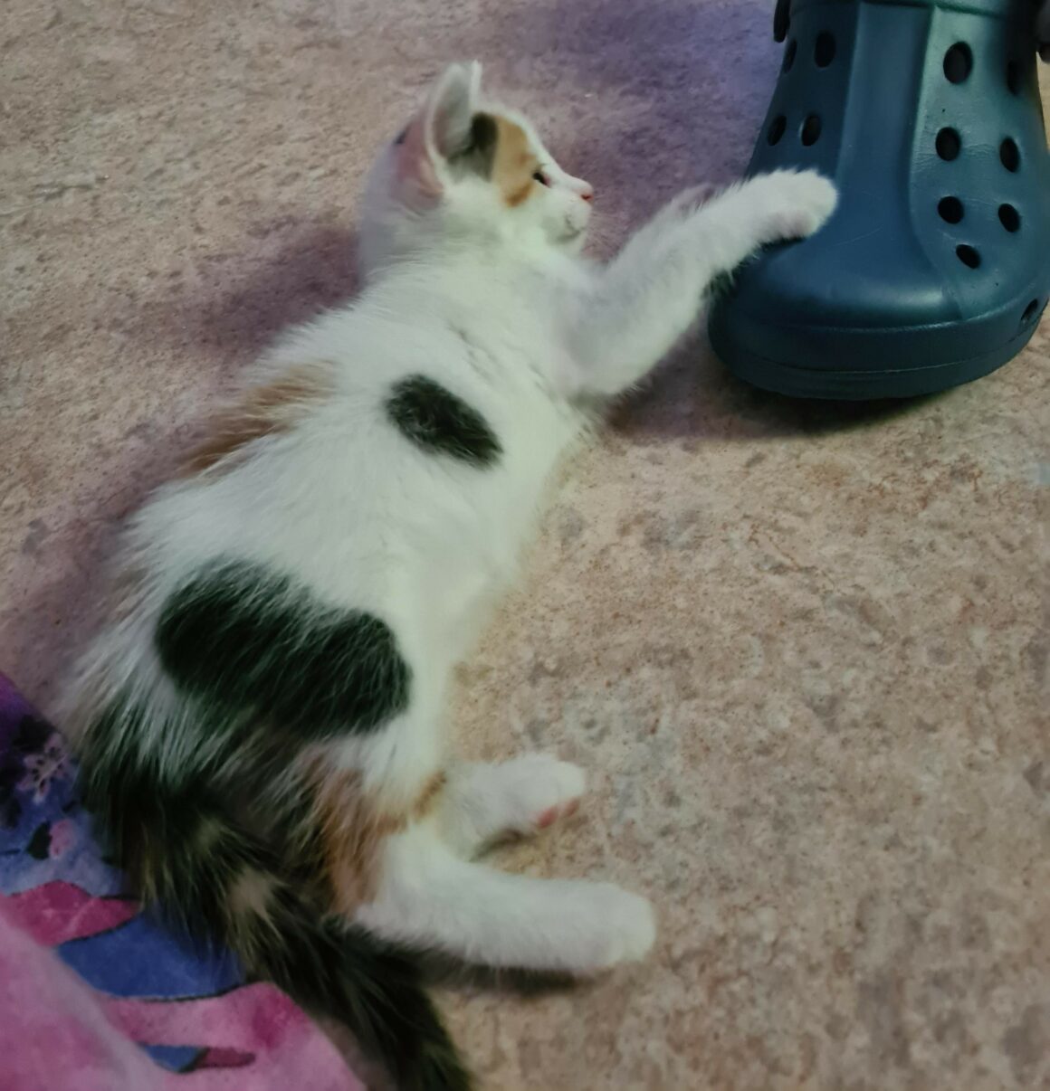 ARLEQUINE – Chaton réservée