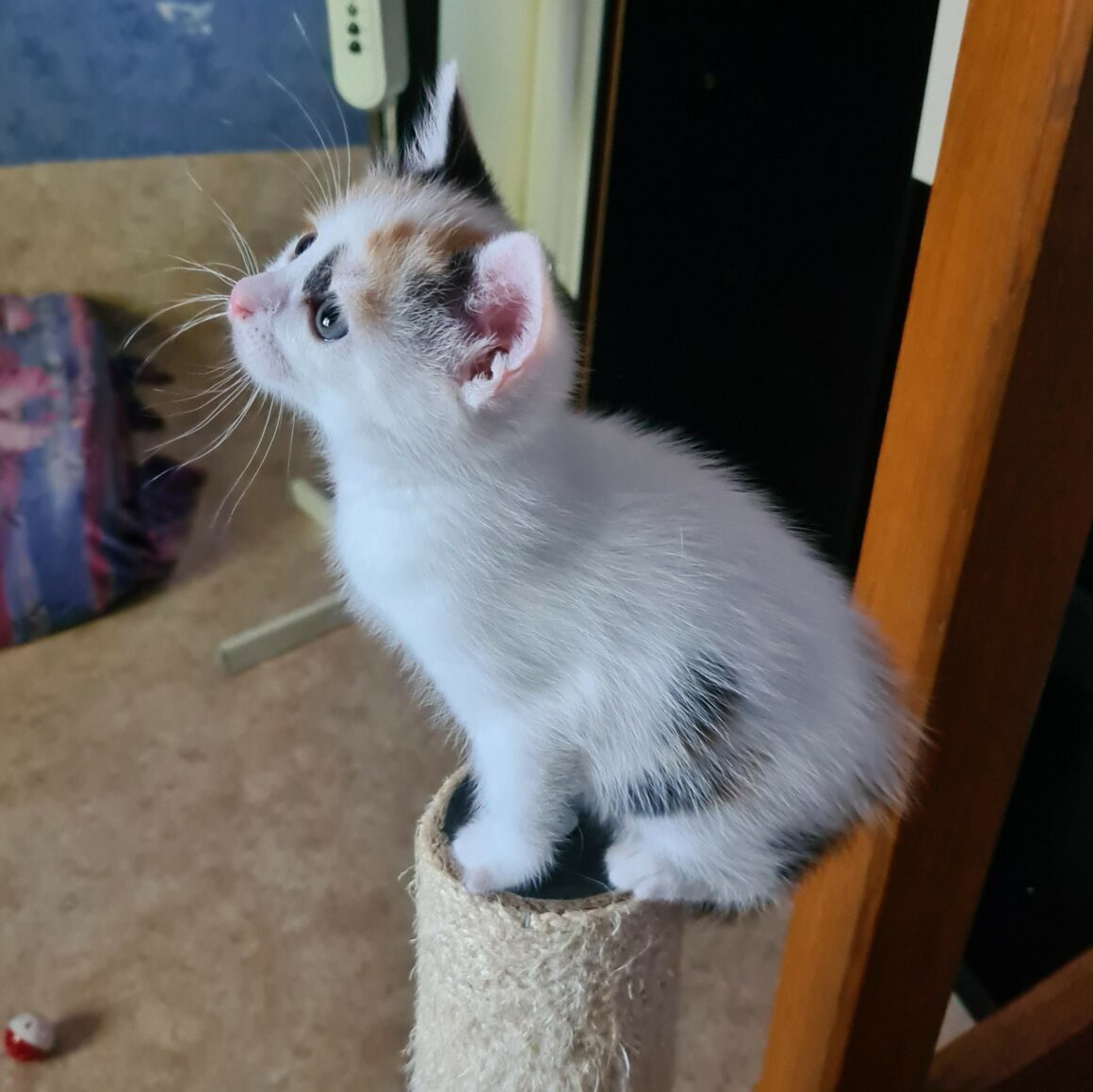 ARLEQUINE – Chaton réservée