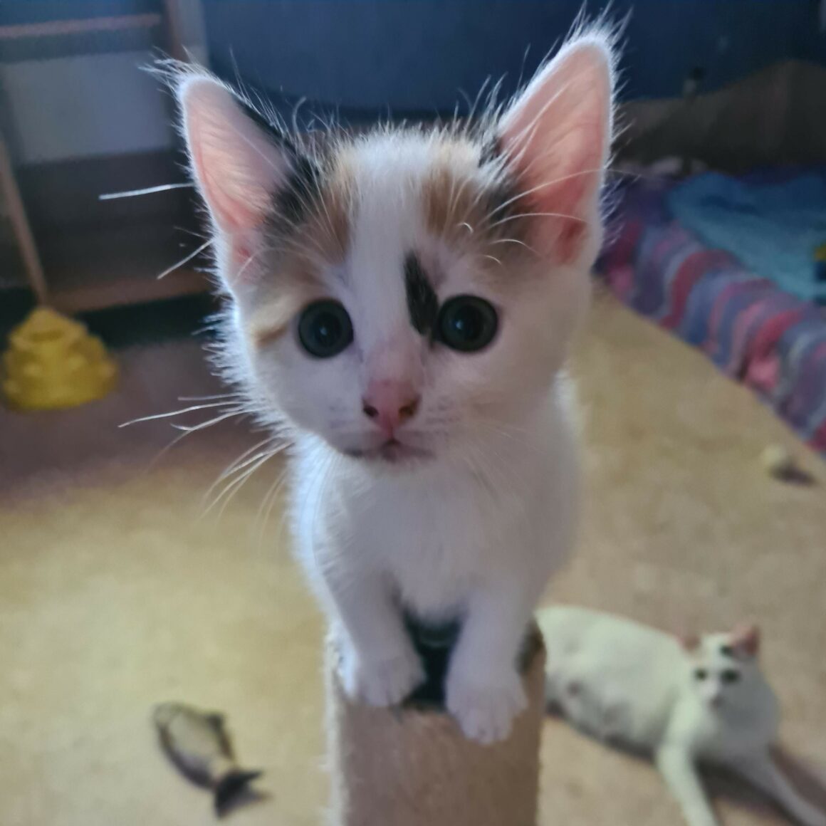 ARLEQUINE – Chaton réservée