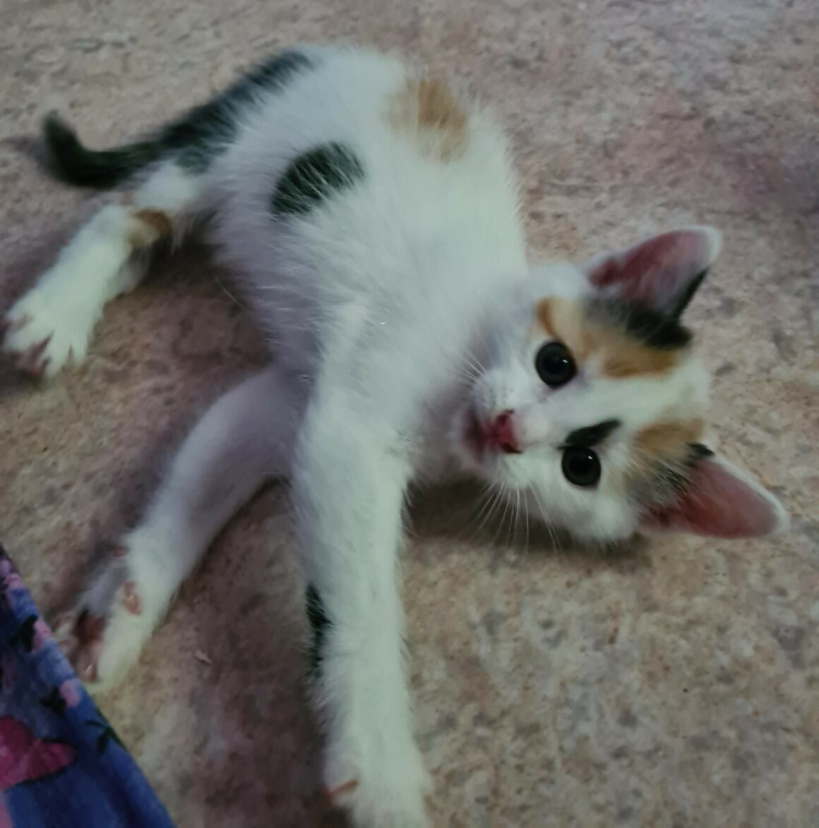 ARLEQUINE – Chaton réservée