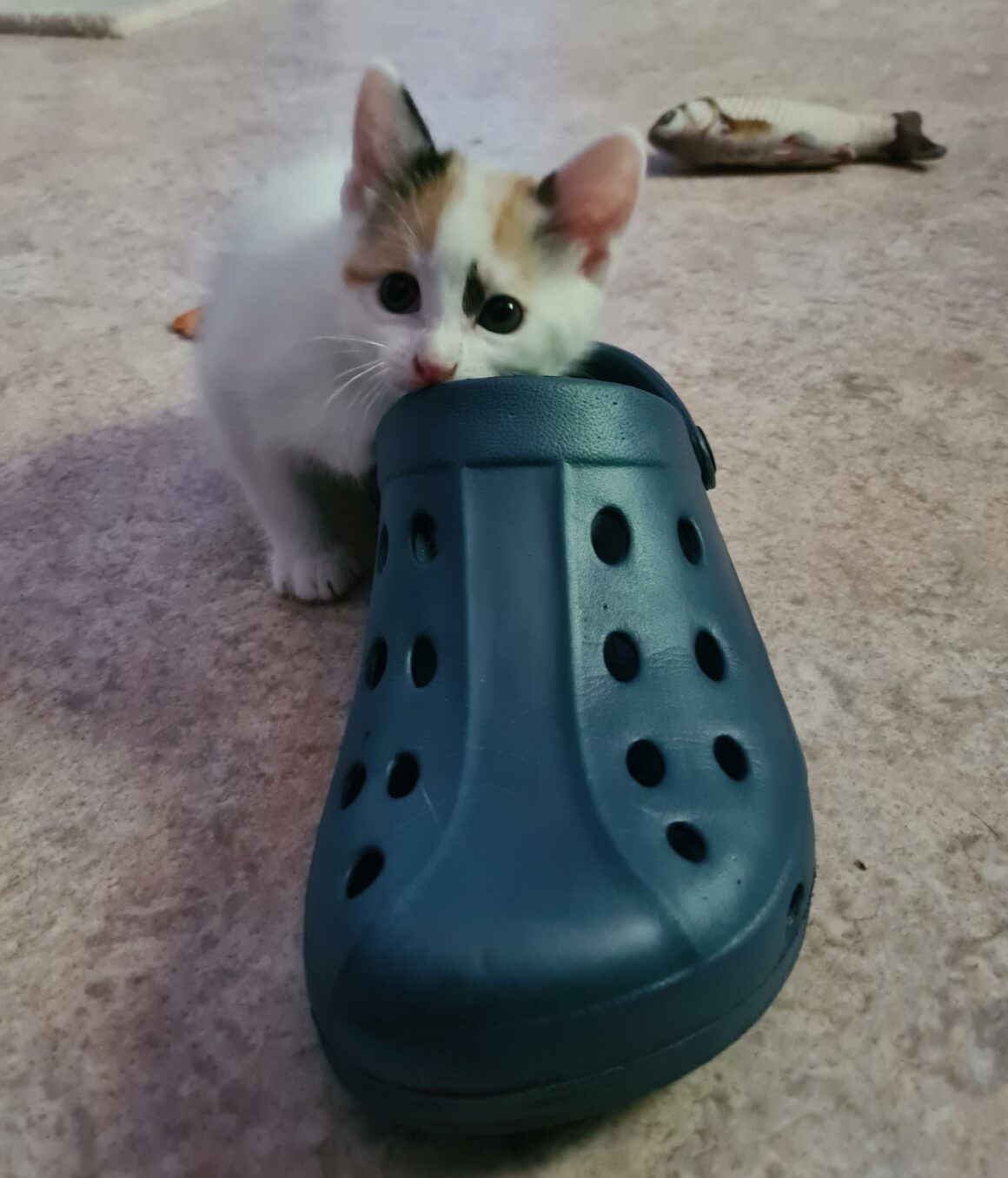 ARLEQUINE – Chaton réservée