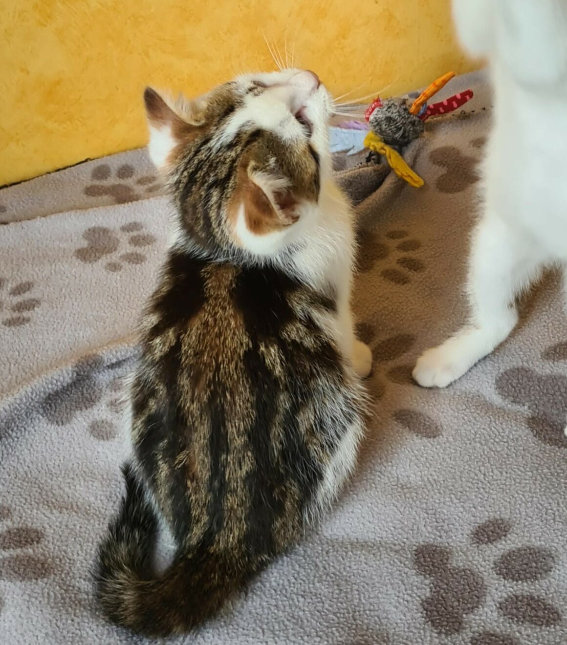 ARMANIAC – Chaton
