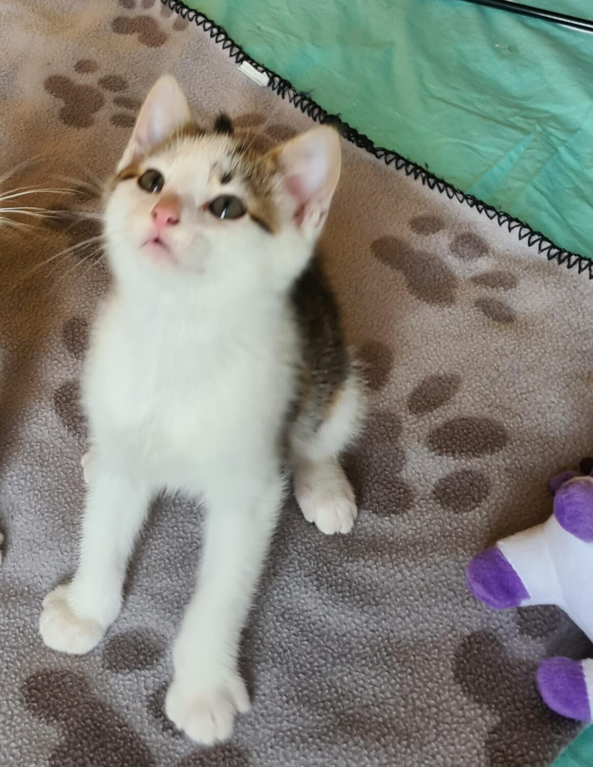 ARMANIAC – Chaton