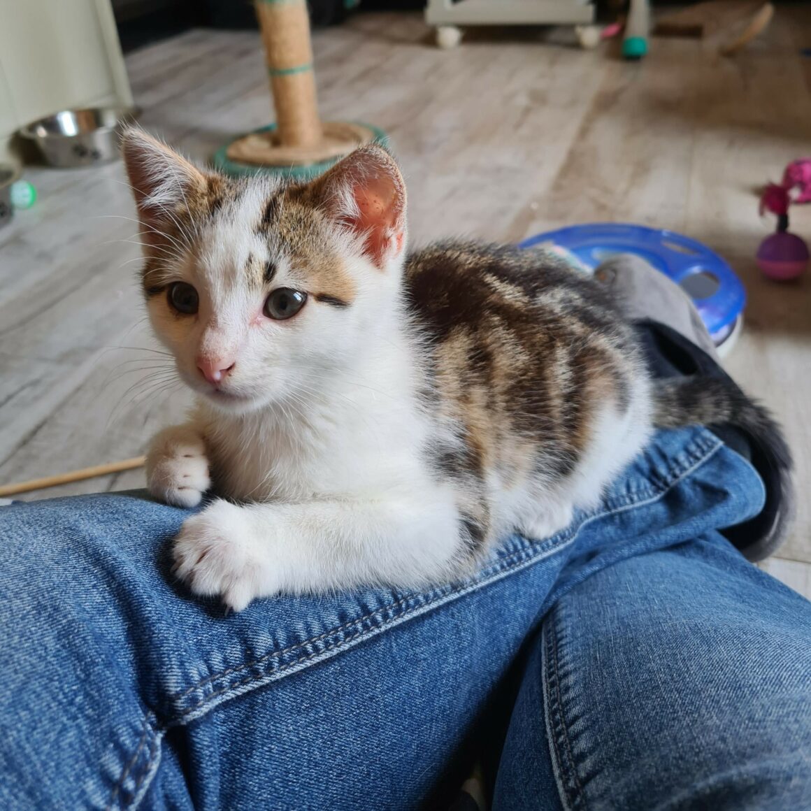 ARMANIAC – Chaton