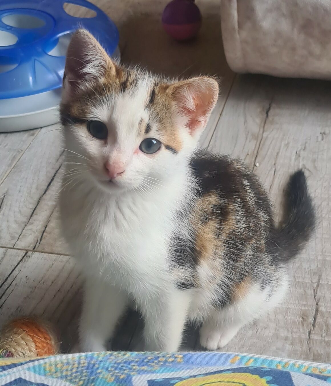 ARMANIAC – Chaton
