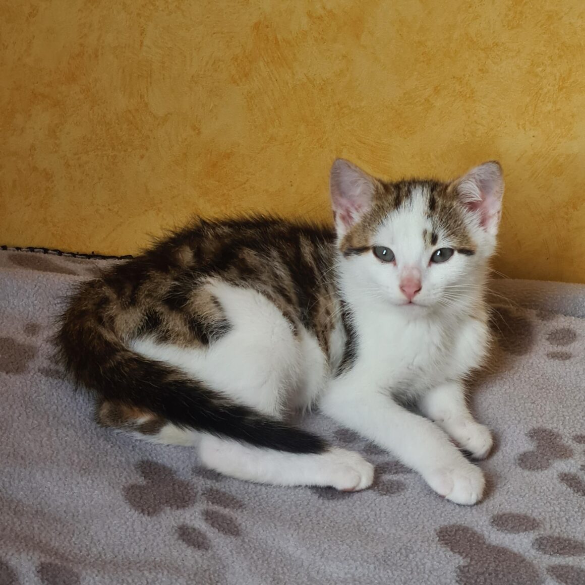ARMANIAC – Chaton