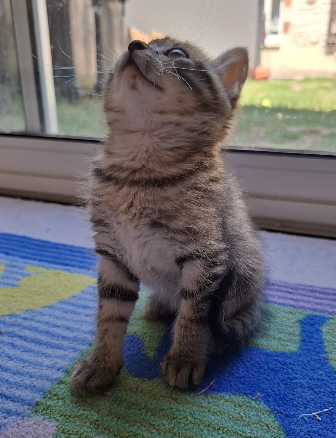 ARMEL – Chaton Réservée