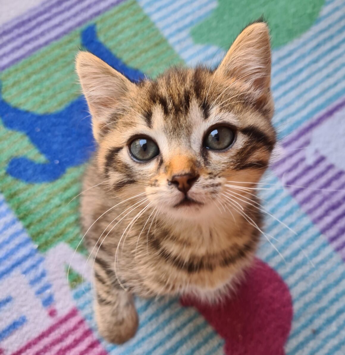 ARMEL – Chaton Réservée