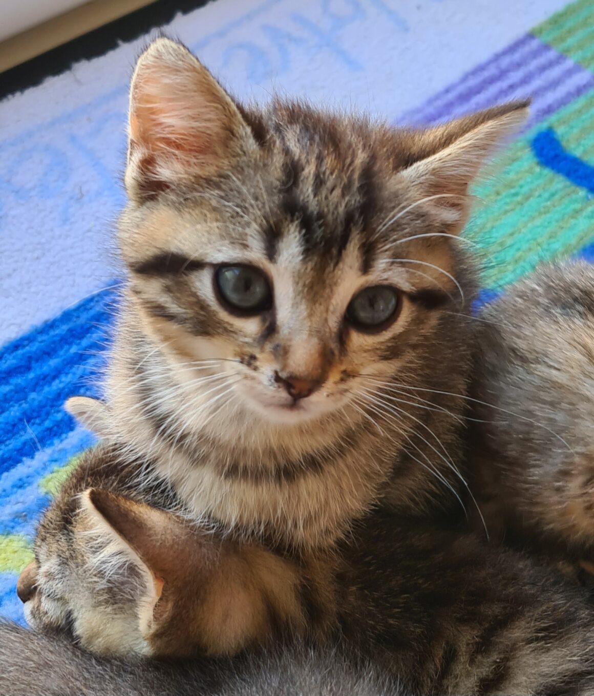 ARMEL – Chaton Réservée