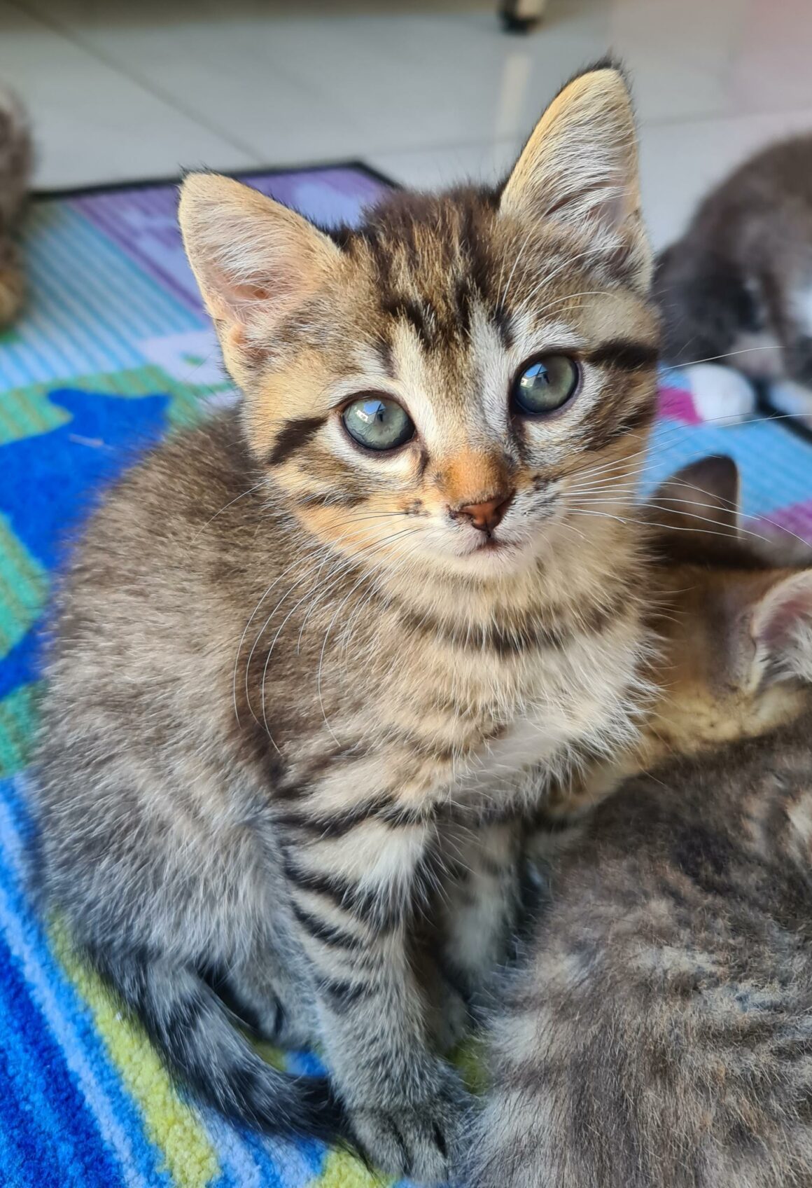 ARMEL – Chaton Réservée