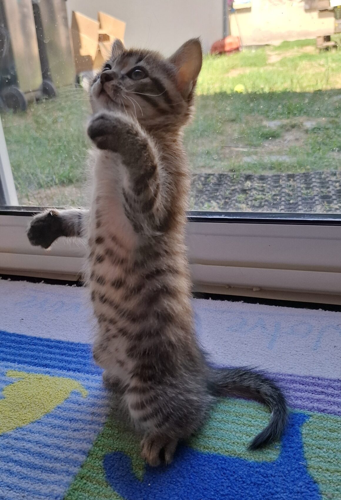 ARMEL – Chaton Réservée