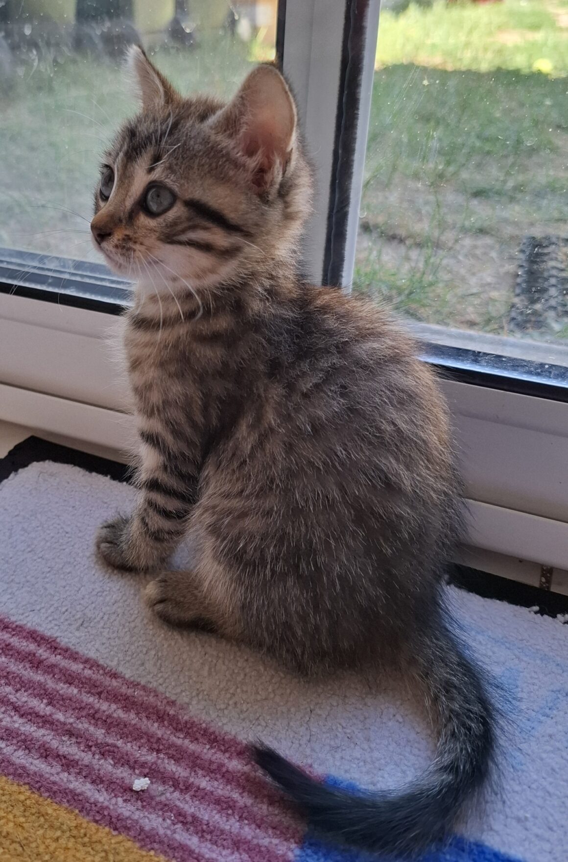 ARMEL – Chaton Réservée