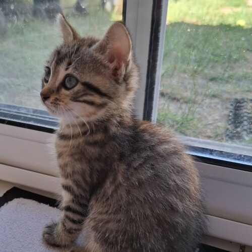ARMEL – Chaton